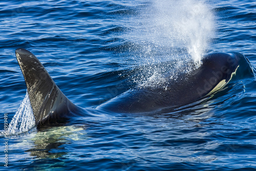 A killer whale sprays water from its blowhole at the water's surface.
