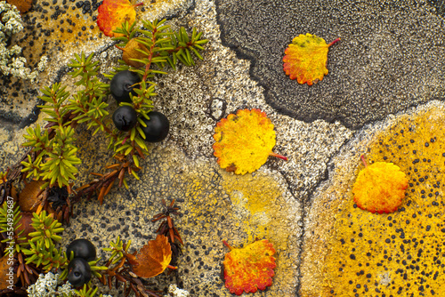 Close up of crowberry, lichen and yellow leaves. photo