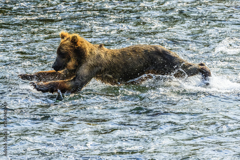 Yearling brown bear, Ursus arctos, fishing for salmon below Brooks Falls. Yearling brown bear, Ursus arctos, fishing for salmon below Brooks Falls.