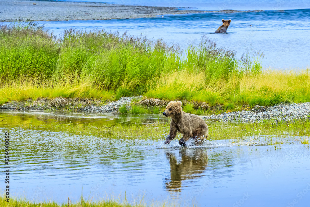 Young brown bear, Ursus arctos, runs in the Brooks River. Young brown bear, Ursus arctos, runs in the Brooks River.