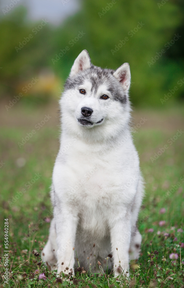 Beautiful gray siberian husky puppy in the park