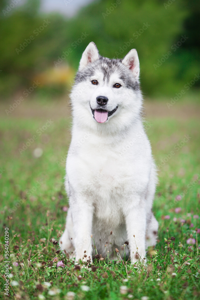 Beautiful gray siberian husky puppy in the park Beautiful gray siberian husky puppy in the park