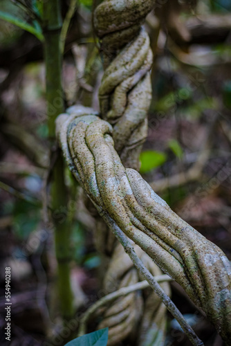 Sao Paulo, SP, Brazil - October 27 2022: Messy jungle vine plant twisted with moss, jungle in the background, Mata Atlantica details. photo