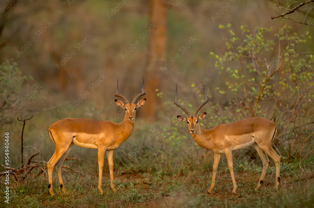 A pair of impalas, Aepyceros melampus, looking at photographer. A pair of impalas, Aepyceros melampus, looking at photographer.