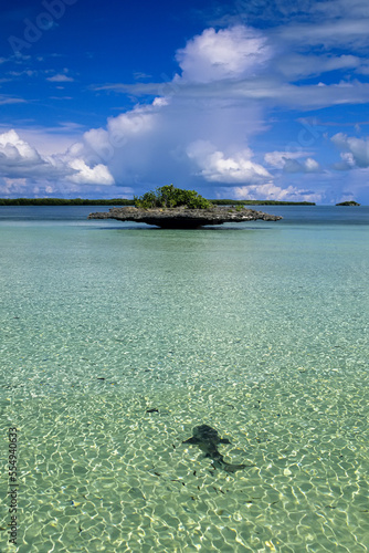 Shark in clear water near a mushroom island in the Aldabra Atoll. photo