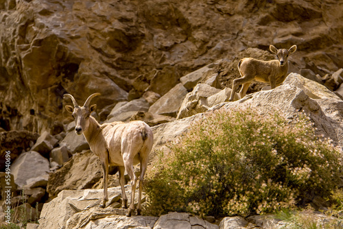 Desert bighorn sheep, Ovis canadensis nelsoni, adult and juvenile. photo