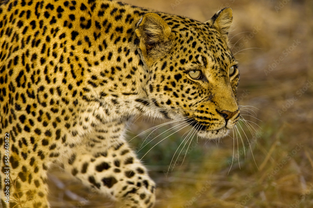A leopard, Panthera pardus, on the prowl. A leopard, Panthera pardus, on the prowl.