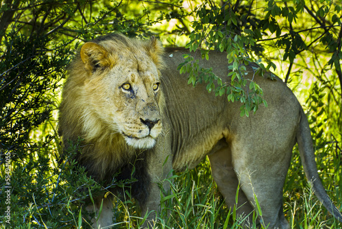 An African lion stares off to the right under a low hanging tree. photo