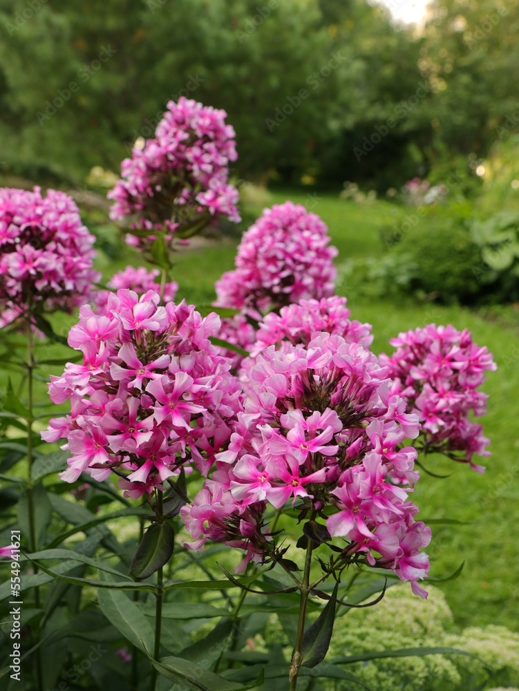 Beautiful pink phlox flowers in a garden as floriculture collection Beautiful pink phlox flowers in a garden as floriculture collection