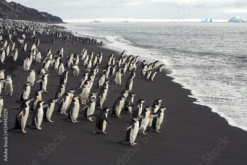 Chinstrap penguins, Pygoscelis antarctica, on black volcanic sand. photo