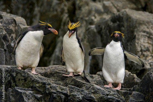 A group of macaroni penguins, Eudyptes chrysolophus, in courtship. photo