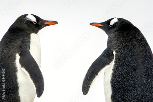 Profile portrait of a pair of gentoo penguins, Pygoscelis papua. photo