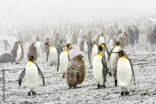 King penguin, Aptenodytes patagonica, rookery in spring snow. photo