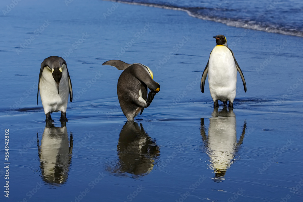 © Designpics - King penguins, Aptenodytes patagonica, and reflections at water's edge © Designpics - King penguins, Aptenodytes patagonica, and reflections at water's edge