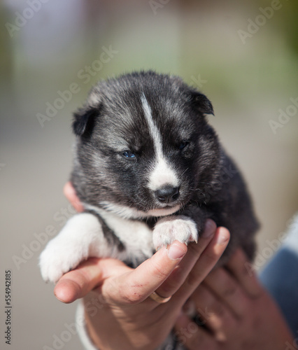 little husky that looks like a wolf