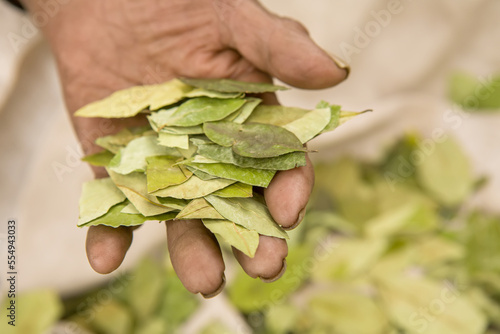 Coca leaves for sale in a man's hand. photo