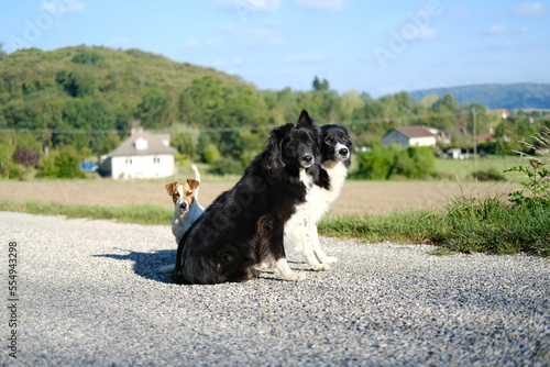 Dogs in the countryside and nature