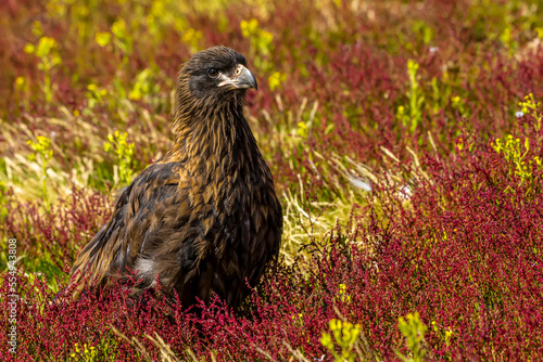 A Striated Caracara or Johnny Rook standing in grass on Steeple Jason Island in the Falkland Islands. photo