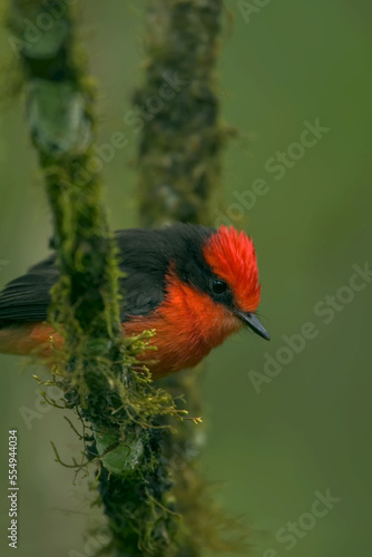 A Galapagos vermillion flycatcher perched on a moss-covered branch. photo