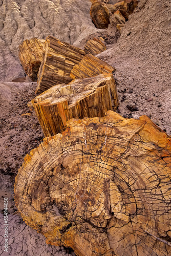 Fossil trees, petrified wood, Petrified Forest National Park, Arizona. photo