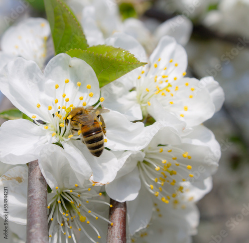 the bee's flight to the cherry tree's spring flower in the park.