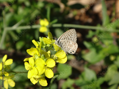 Male Lang's short-tailed blue, also known as common zebra blue, (Leptotes pirithous) butterfly feeding on yellow mustard flowers - ventral view photo
