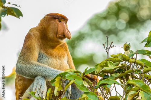 A proboscis monkey, Nasalis larvatus, in a tree top. photo