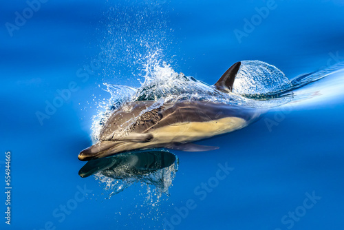 Long-beaked common dolphins, Delphinus capensis, surface in the Sea of Cortez. photo