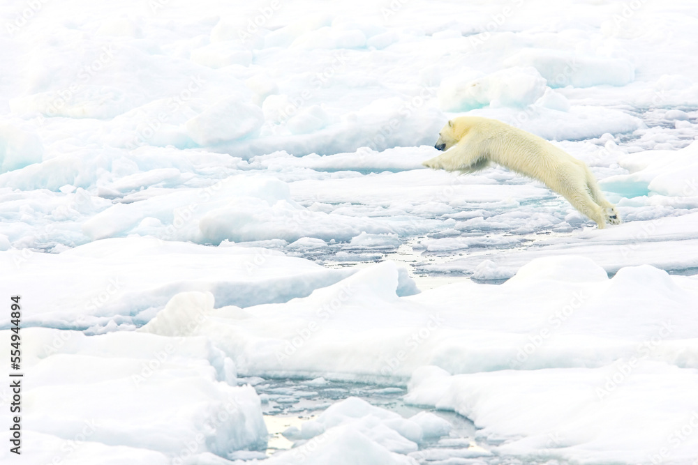 A polar bear leaping between ice floes. A polar bear leaping between ice floes.