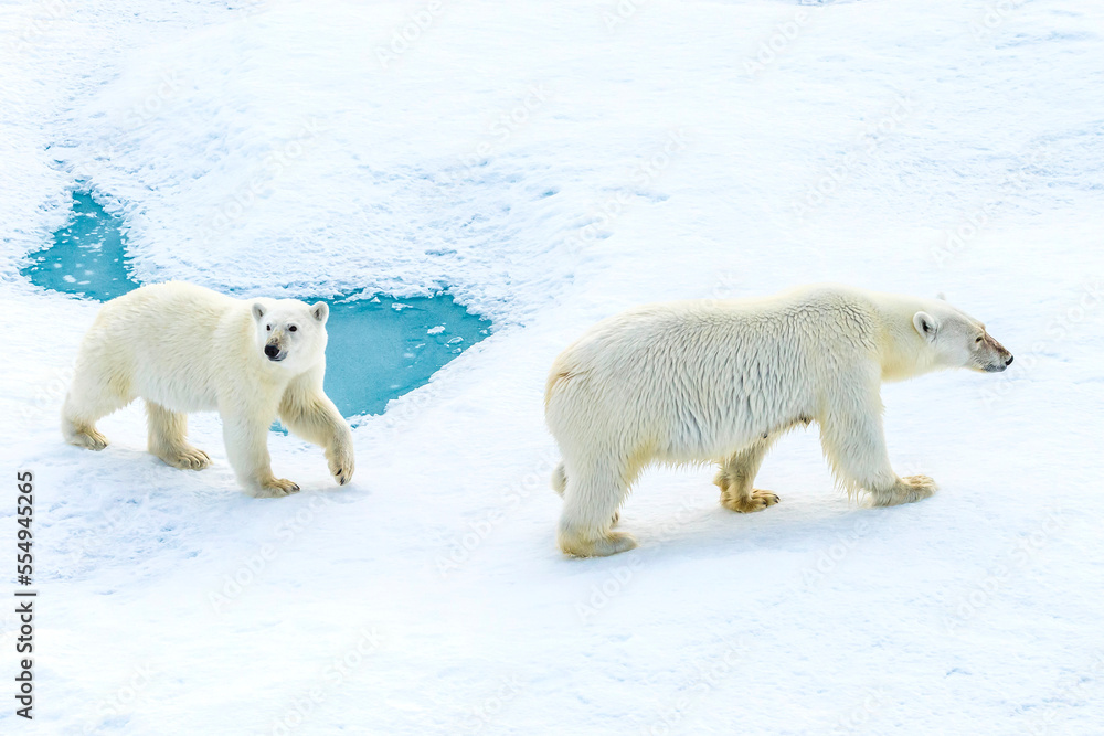 A polar bear cub and its mother (Ursus maritimus) wander across pack ice in the Canadian Arctic. A polar bear cub and its mother (Ursus maritimus) wander across pack ice in the Canadian Arctic.