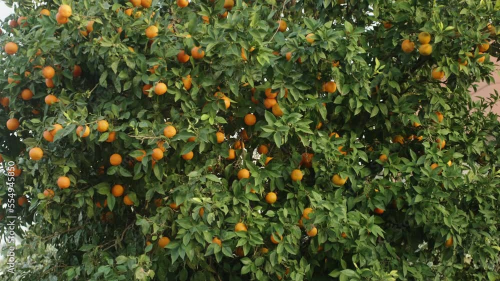 A large tangerine tree and bright orange fruits, a good harvest. A large tangerine tree and bright orange fruits, a good harvest.