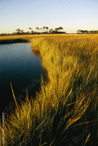 Salt marsh, Assateague Island, Virginia.; ASSATEAGUE ISLAND, VIRGINIA. photo