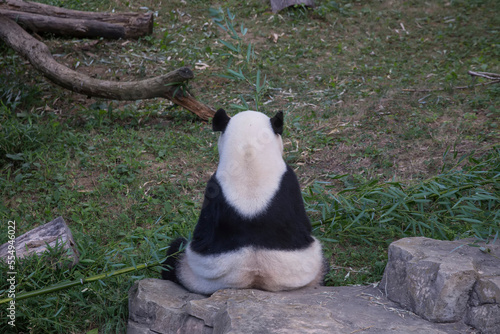 Mei Xiang, the National Zoo's female giant panda.; Washington, District of Columbia. photo