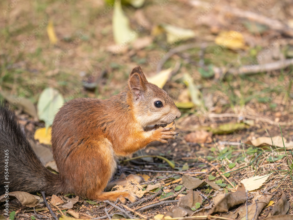 Autumn squirrel with nut sits on green grass with fallen yellow leaves Autumn squirrel with nut sits on green grass with fallen yellow leaves