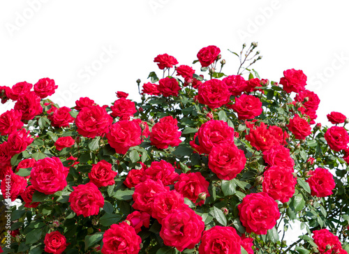 Fototapeta Naklejka Na Ścianę i Meble -  Red rose bush frame, ideal for greeting cards and banner, graphic design