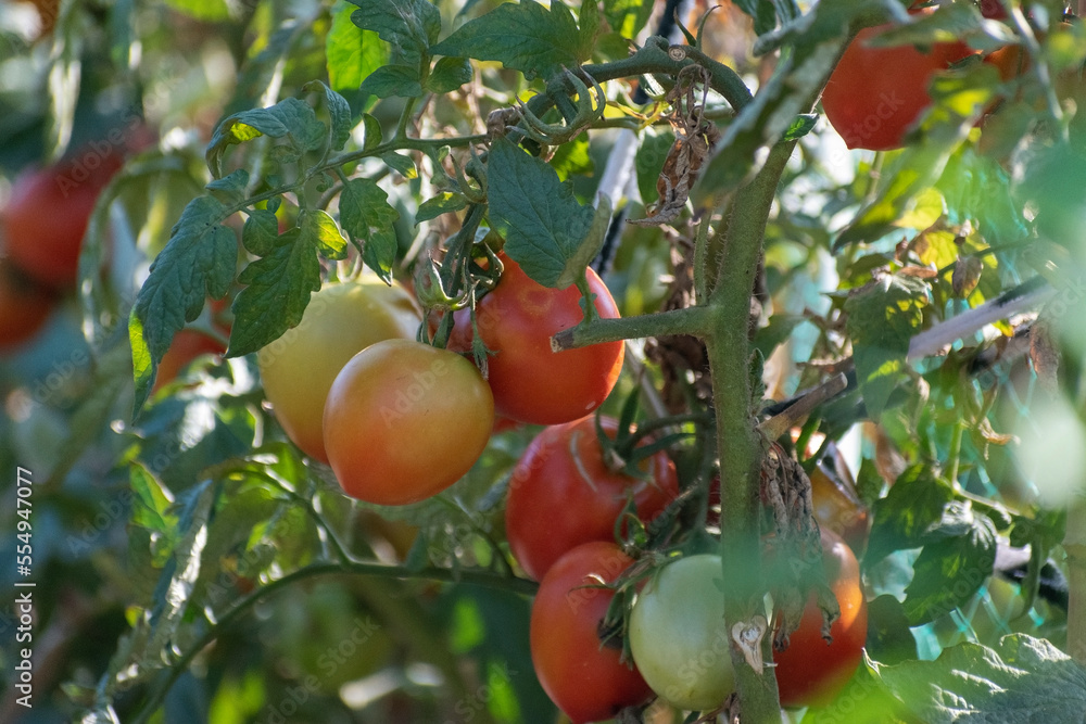 tomatos on a branch