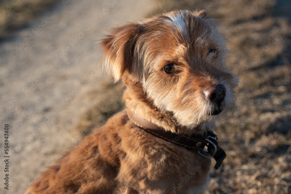 A small mixed breed dog with a long coat sits on the side of the path and looks into the camera A small mixed breed dog with a long coat sits on the side of the path and looks into the camera