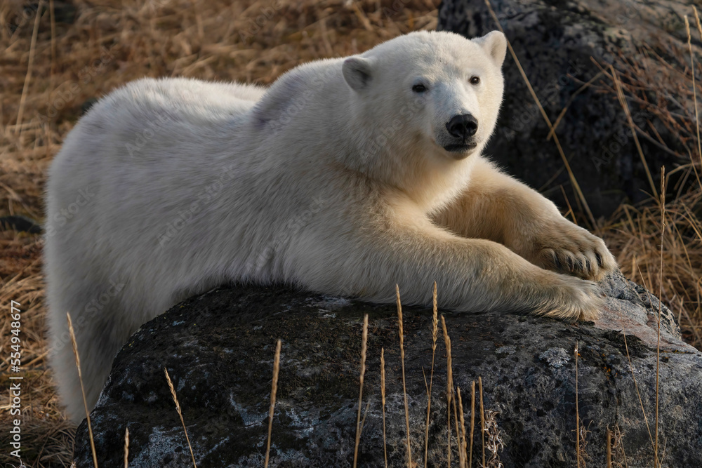 Polar bear (Ursus maritimus) laying across a rock in the wild, Northern Canada, near Churchill, Manitoba; Churchill, Manitoba, Canada Polar bear (Ursus maritimus) laying across a rock in the wild, Northern Canada, near Churchill, Manitoba; Churchill, Manitoba, Canada