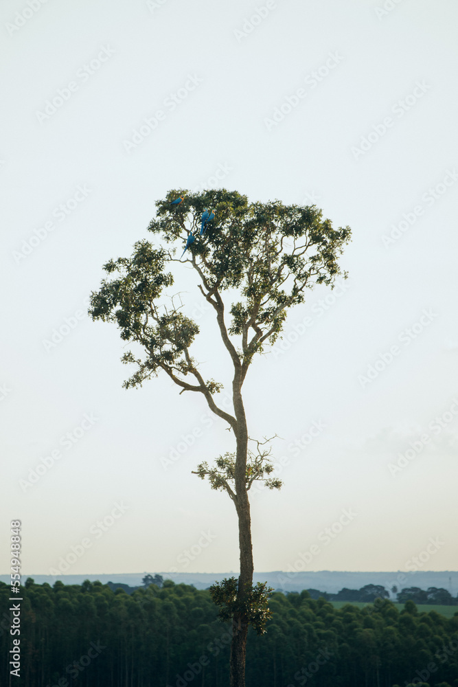 Obraz premium arvore de araras