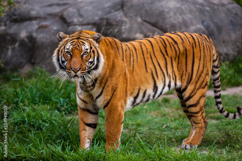 Portrait of the Indochinese Tiger (Panthera tigris corbetti) standing in it's enclosure at a zoo, an endangered animal; Houston, Texas, United States of America photo
