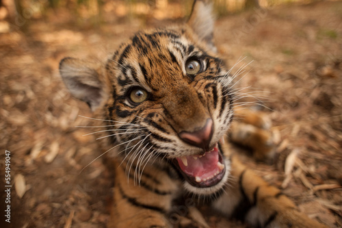 Close-up portrait of the critically-endangered Sumatran tiger cub (Panthera tigris sumatrae) lying on the ground with it's mouth open, showing it's teeth; Atlanta, Georgia, United States of America photo