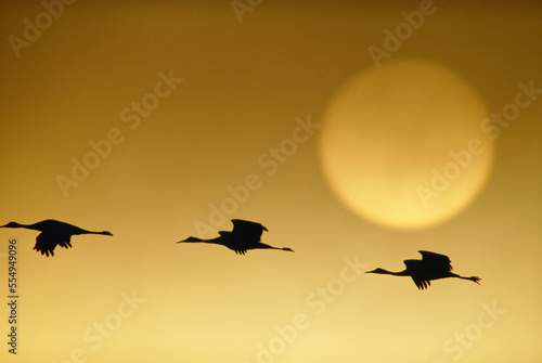 Snow geese (Anser caerulescens) flying by the sun at twilight in Squaw Creek National Wildlife Refuge; Missouri, United States of America photo