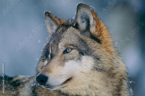 Close-up portrait of a Gray wolf (Canis lupus) in a snowfall with snowflakes on it's fur; Ely, Minnesota, United States of America
 photo