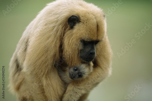 Wallpaper Mural Female Black howler monkey (Alouatta caraya) has her arms around her baby; Pantanal, Brazil Torontodigital.ca