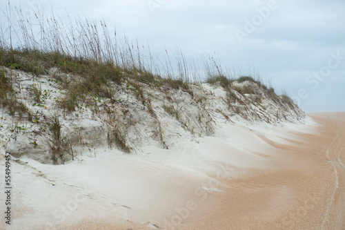 The natural sand dune habitat of the federally endangered Anastasia Island beach mouse (Peromyscus polionotus phasma), Anastasia Island State Park; Saint Augustine, Florida, United States of America photo