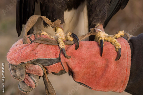 Captive Bald Eagle (Haliaeetus leucocephalus) talons are tethered and grip an arm at a raptor recovery center; Malcom, Nebraska, United States of America photo