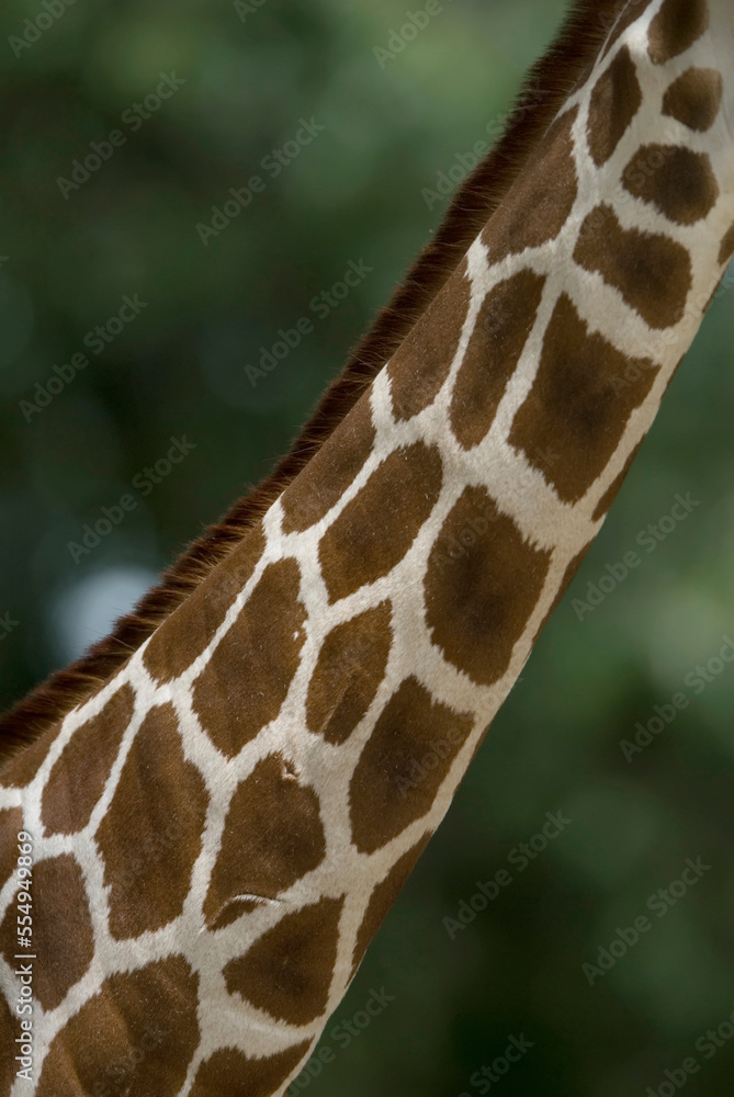 Close-up of the neck of a Reticulated giraffe (Giraffa camelopardalis reticulata) at a zoo; Omaha, Nebraska, United States of America Close-up of the neck of a Reticulated giraffe (Giraffa camelopardalis reticulata) at a zoo; Omaha, Nebraska, United States of America
