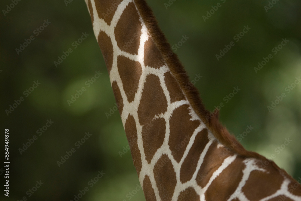 Close-up of the neck of a Reticulated giraffe (Giraffa camelopardalis reticulata) at a zoo; Omaha, Nebraska, United States of America Close-up of the neck of a Reticulated giraffe (Giraffa camelopardalis reticulata) at a zoo; Omaha, Nebraska, United States of America