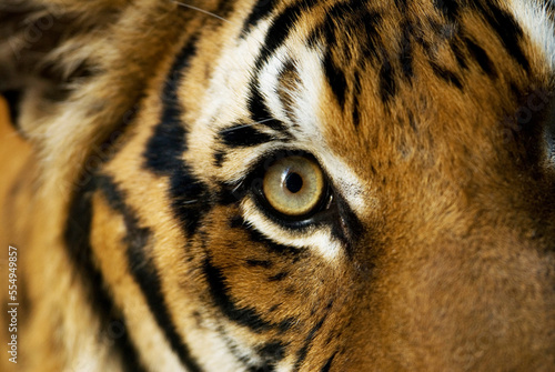 Close-up of the eye and fur markings of an Indochinese tiger (Panthera tigris tigris) at a zoo; Omaha, Nebraska, United States of America photo