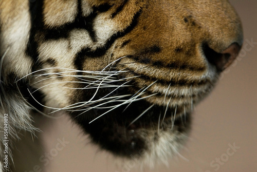 Close-up of the whiskers, mouth, nose and fur markings of an Indochinese tiger (Panthera tigris tigris) at a zoo; Omaha, Nebraska, United States of America photo